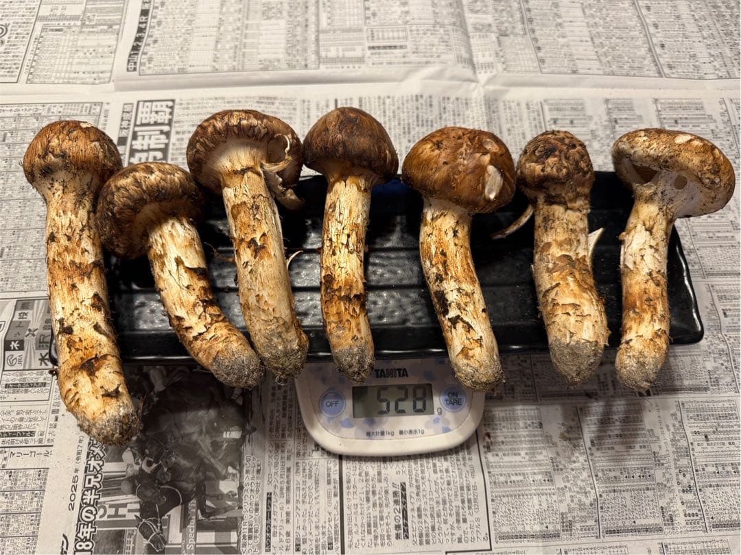 松茸　北海道　500g 訳あり　送料込　国産　④ 松茸 北海道 500g 訳あり ② 国産 matsutake0831_01.jpg