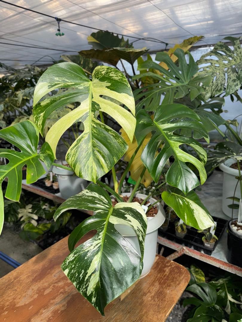 a06モンステラ デリシオーサ 黄金葉 ゴールドリーフ フルムーン