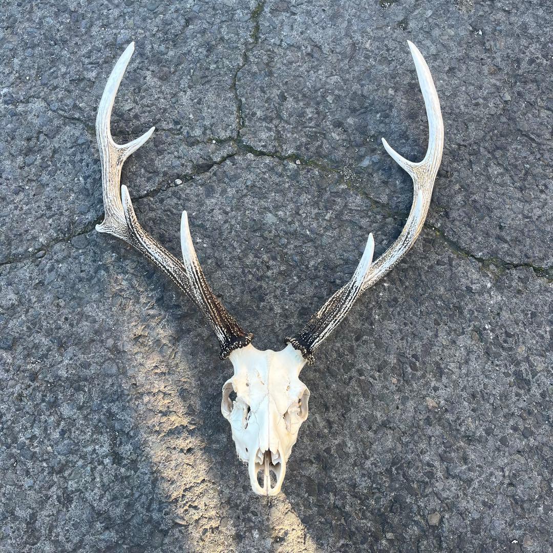 鹿の角 両角 顔付き エゾシカの角 鹿の角 両角 顔付き エゾシカの角 - メルカリ