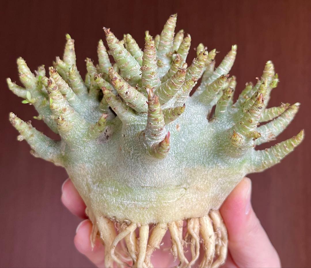 【激レア/ドワーフ/極太 】アデニウム アラビカム コーラルブランチ