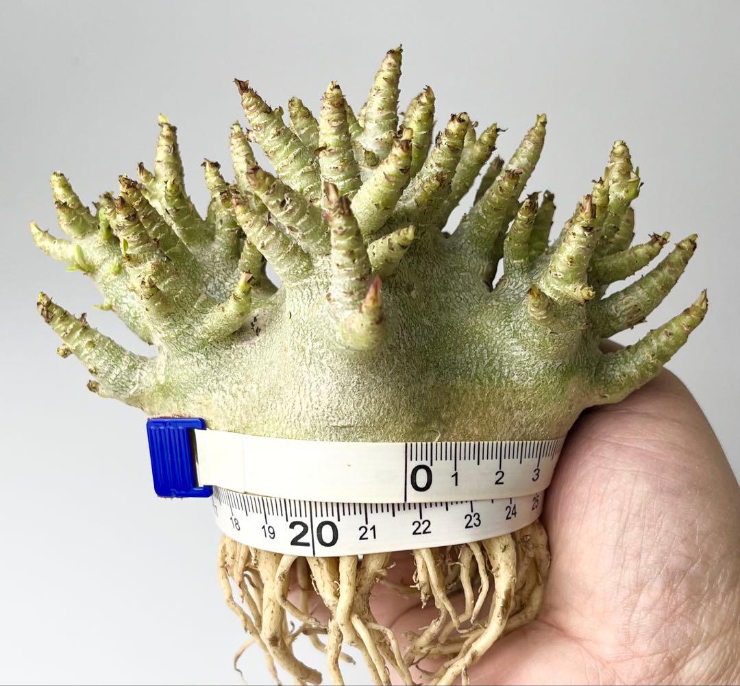 【激レア/ドワーフ/極太 】アデニウム アラビカム コーラルブランチ