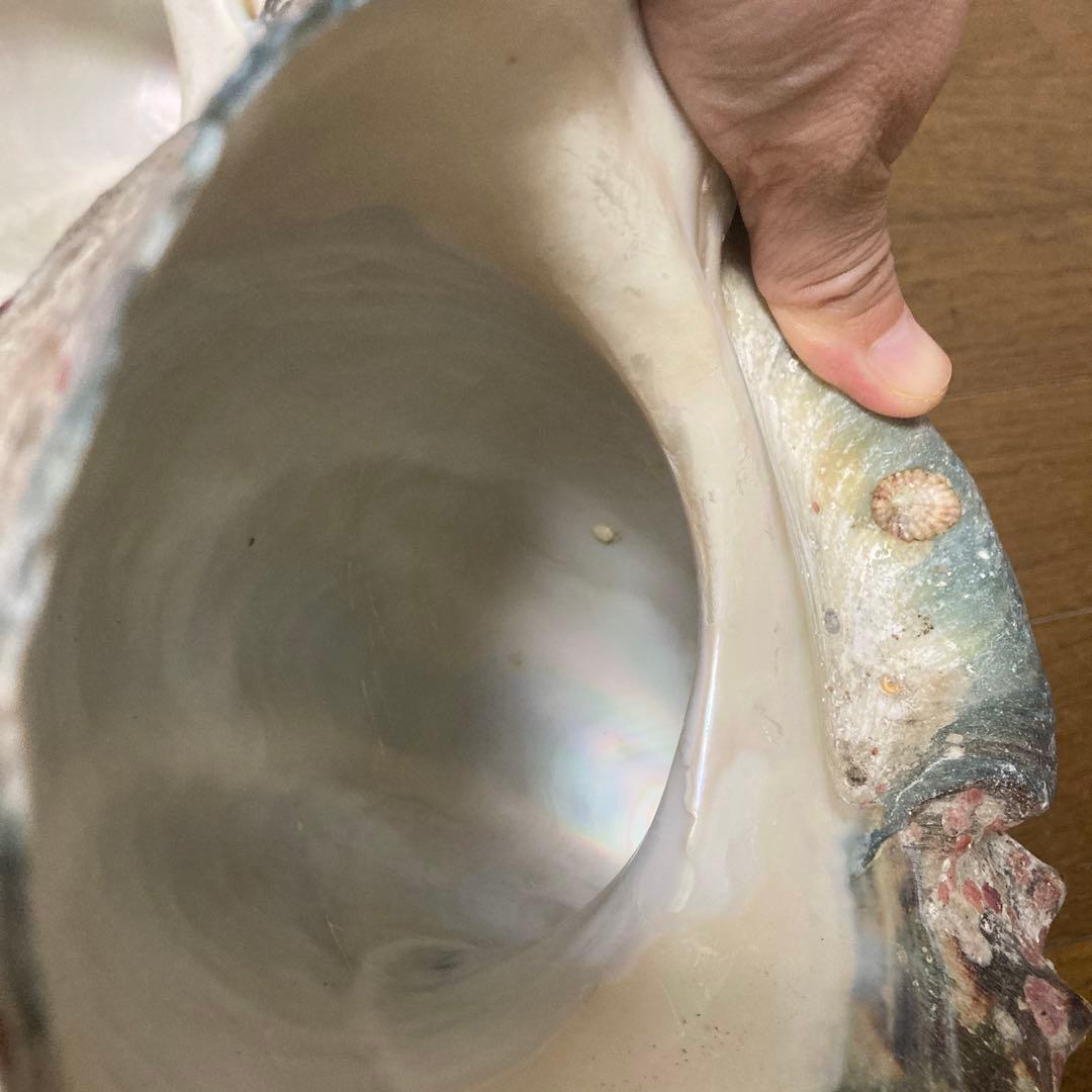 沖縄産】夜光貝の殻 まとめ売り 10個 約10.4キロ①