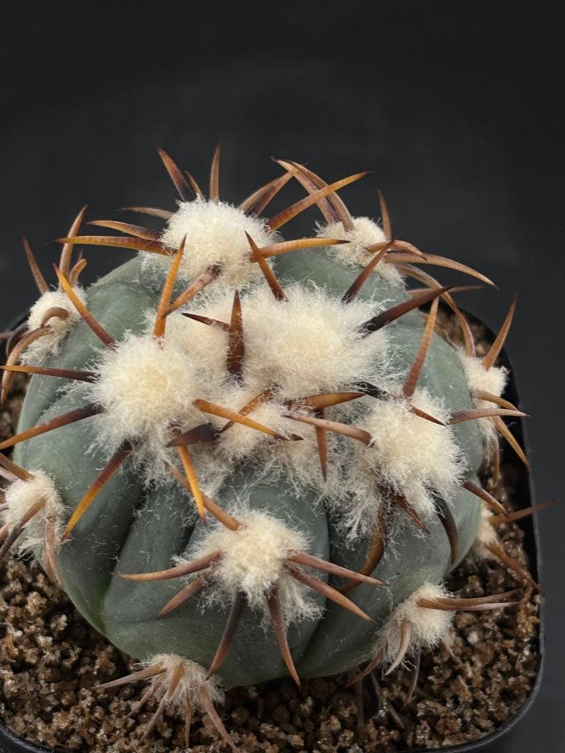 国内繁殖希少苗 強刺 雷帝 エキノカクタス 台付 サボテン - メルカリ