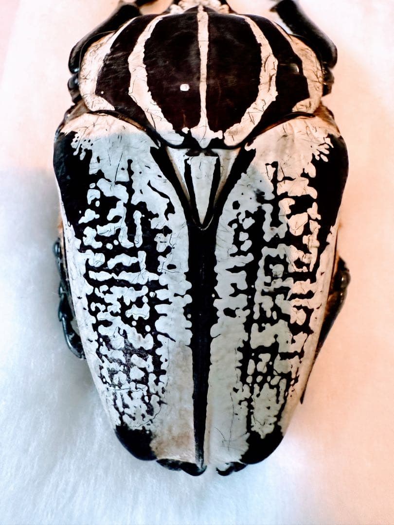 F*f様 カメルーン　ゴライアスオオツノハナムグリ　　約90mm 楽天市場】アニマリエコレクション 1／1 ゴライアスオオツノハナムグリ