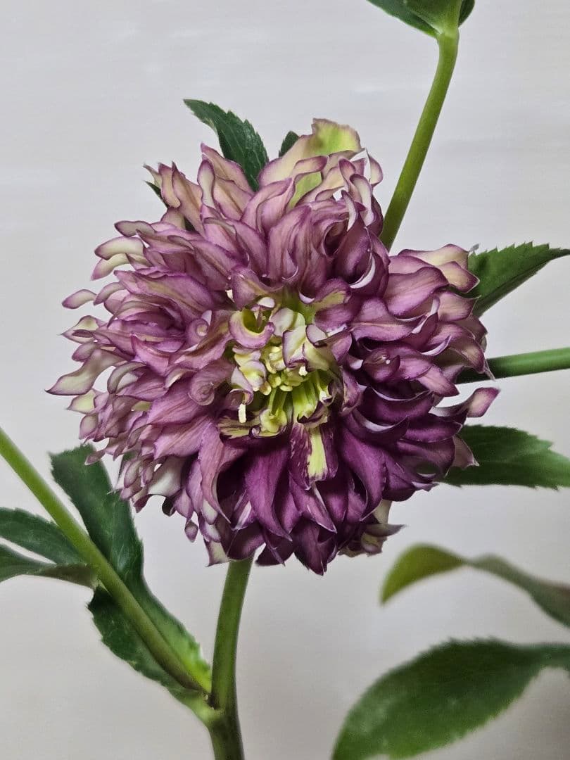 ☆クリスマスローズ☆多弁　変わり咲き☆4.5号鉢☆ 園芸ネット本店｜吉田園芸さんのクリスマスローズ：超多弁交配26-07