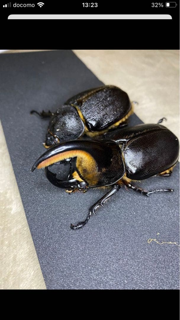 サタン♂♀ペア　タランドゥス　標本 Yahoo!オークション -「タランドゥス 標本」の落札相場・落札価格