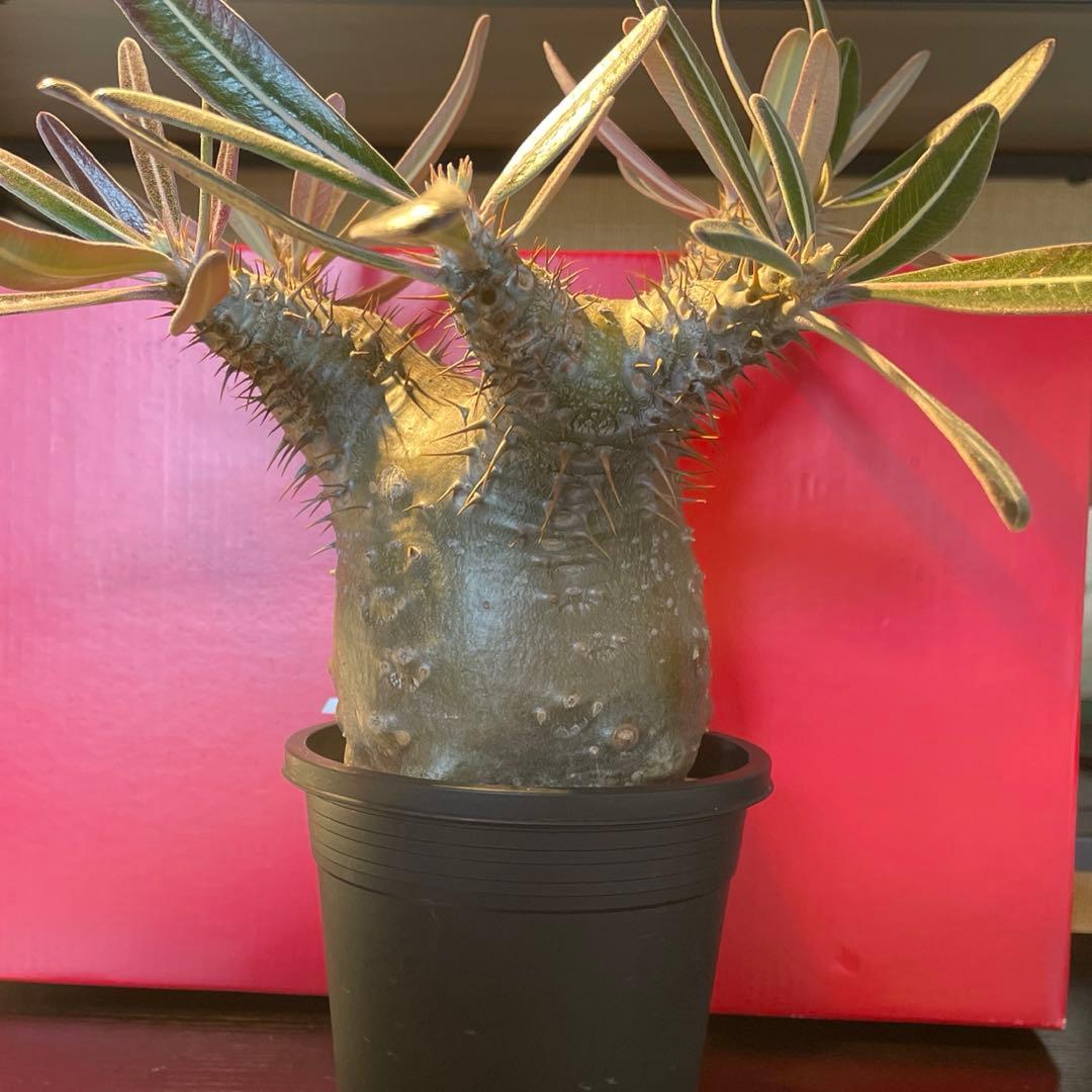 パキポディウム　カクチペス（実生） カクチペス 実生 最近、実生の植物を集めてます🪴 自分次第で成長が