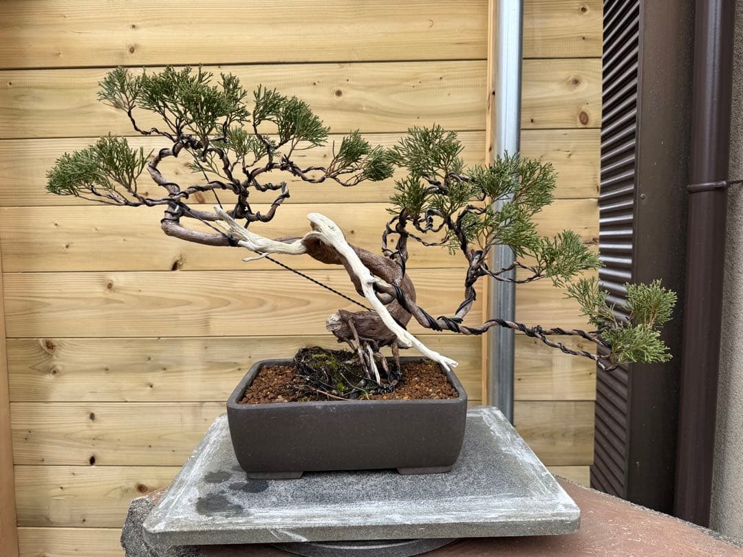 u*a様 糸魚川真柏 盆栽 山採り 樹高約35cm Juniperus 中品盆栽 限定一点】糸魚川真柏 商品番号6 山採り木 現品限り 盆栽【新潟県