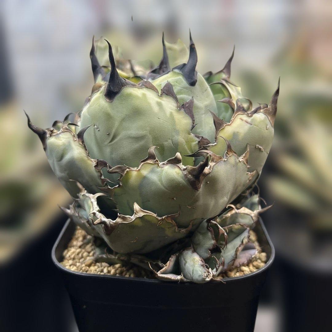 60セカンズ＠niko.keiji.RS