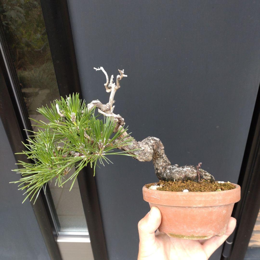 黒松 小品 盆栽 素材 盆栽 黒松 クロマツ 山実生10年生 小品盆栽 ミニ盆栽 懸崖樹 文人木