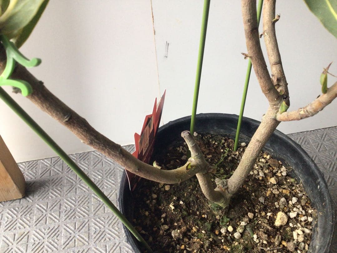 お花が咲いて来たのでプライス販売。希少品種のプロテア・オーストラリスピンク3輪咲