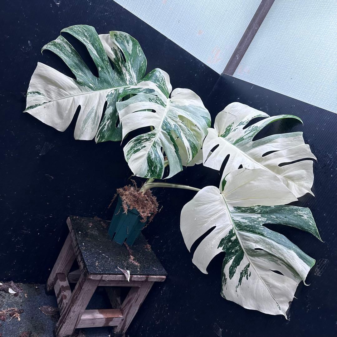 ひ*読様 斑入りモンステラ ホワイトタイガー極美大株cm白斑多 斑入りモンステラ ホワイトタイガー極美大株56cm白斑多 - メルカリ