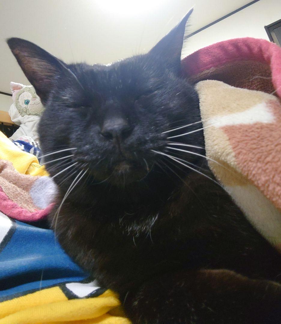 新品未使用☆トミカ☆TOMICA☆ブルーメッシュキャップ☆52cm 楽天市場】TM【トミカ エマージェンシー キッズ メッシュ キャップ