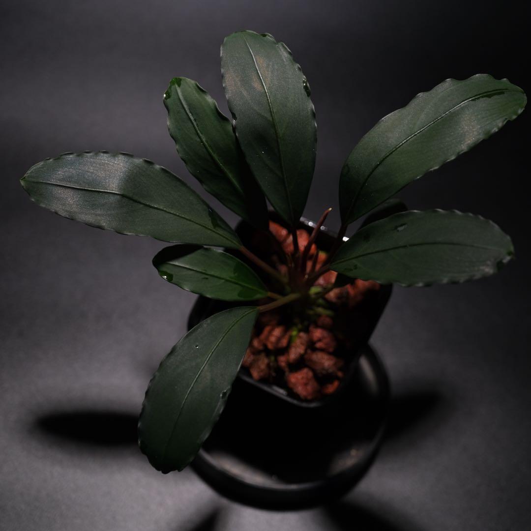 IZUさん　Bucephalandra sp. Motleyana Bucephalandra Giant Motleyana — Buce Plant