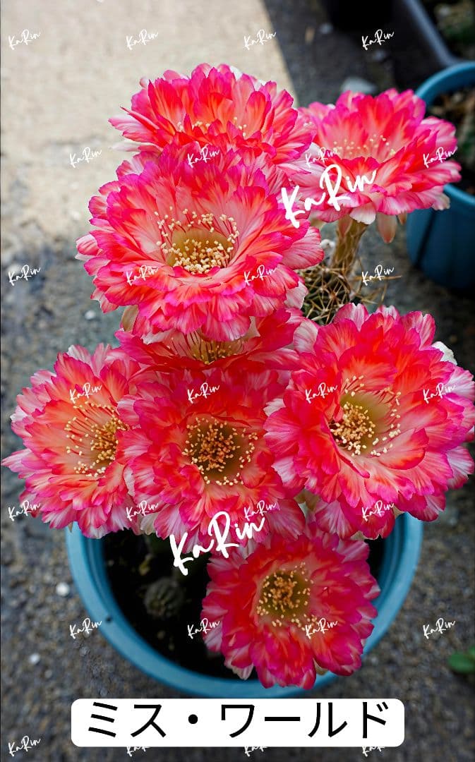 66-ミス・ワールド 花サボテン ロビビア属 群開花 複色咲き カキコ