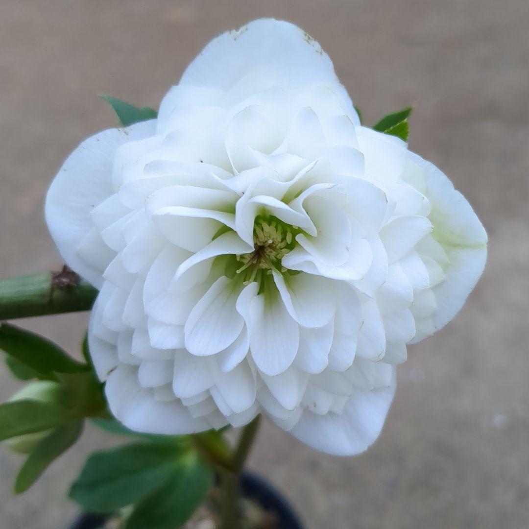 美しい純白超多弁 クリスマスローズ ⑨ - メルカリ