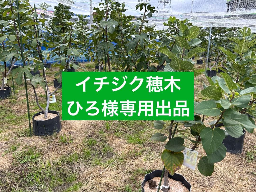 イチジク穂木専用出品です イチジク 穂木 専用 出品 です 【公式通販】