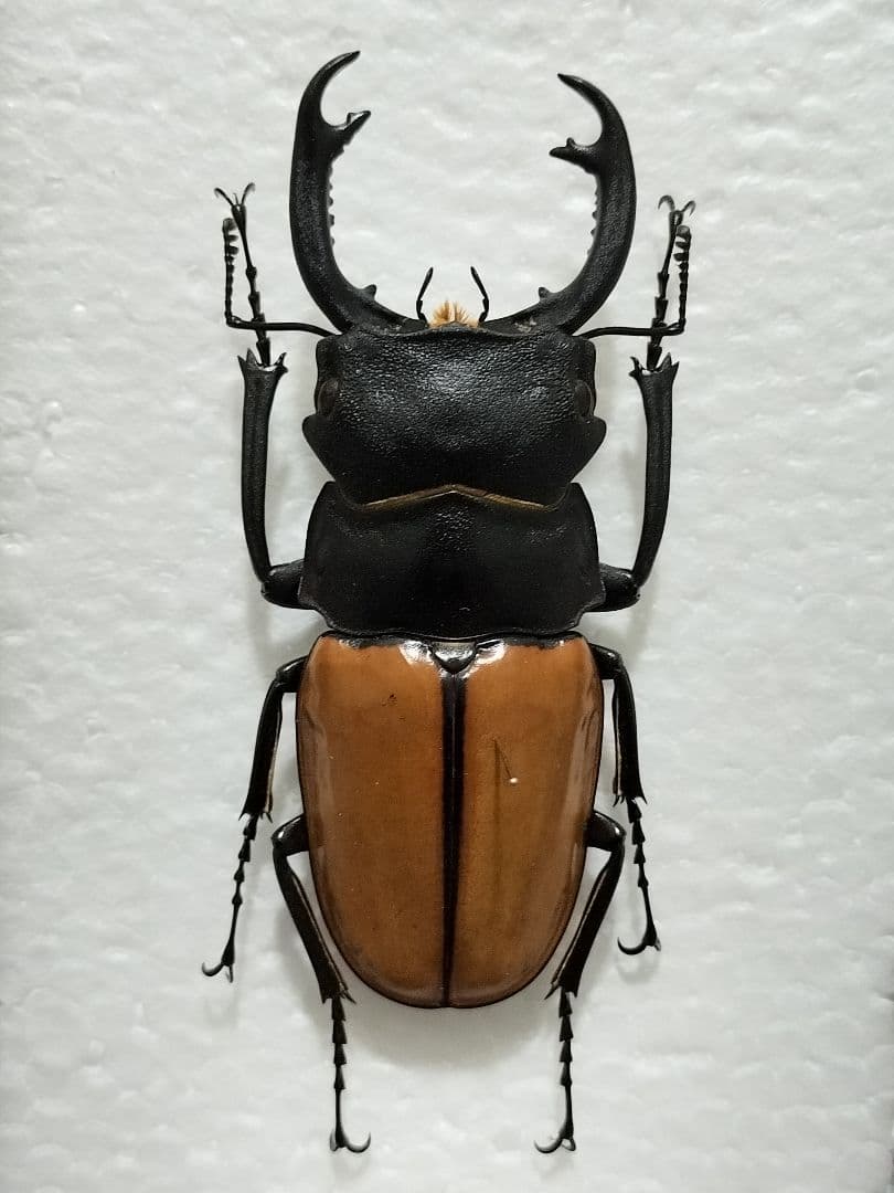 大型カステルナウディクワガタ標本 Yahoo!オークション - カステルナウディツヤクワガタ 長歯型 標本