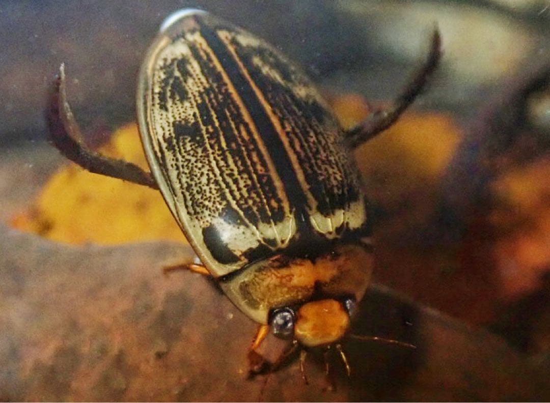 ヤンバルオオイチモンジシマゲンゴロウ雄標本 ヤンバルオオイチモンジシマゲンゴロウ : 海を歩くゲンゴロウ