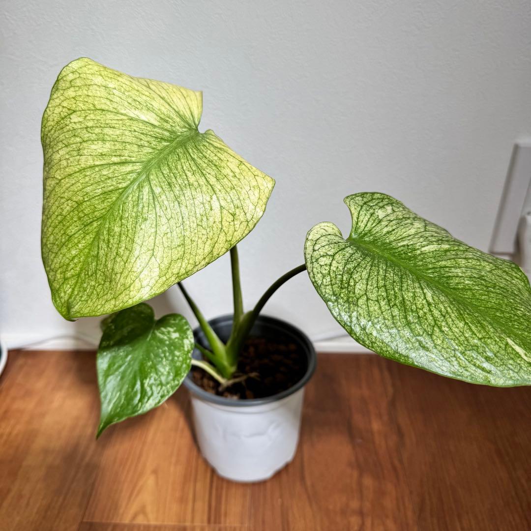 nicuchi様 リクエスト 2点 まとめ商品 にっきー様 リクエスト 2点 まとめ商品 - メルカリ