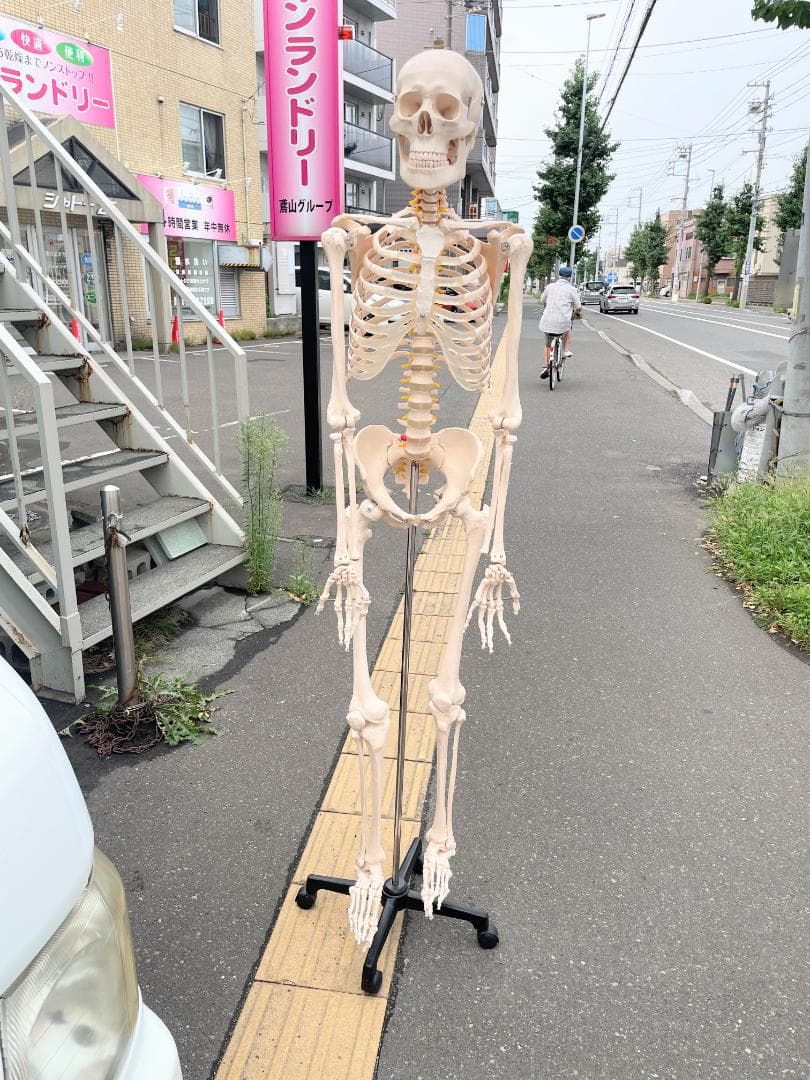 札幌市引取限定。等身大 骨格標本　骸骨模型　180cm　人体模型 楽天市場】【国際規格認証品】等身大 人体模型 170cm 骨格標本 骸骨