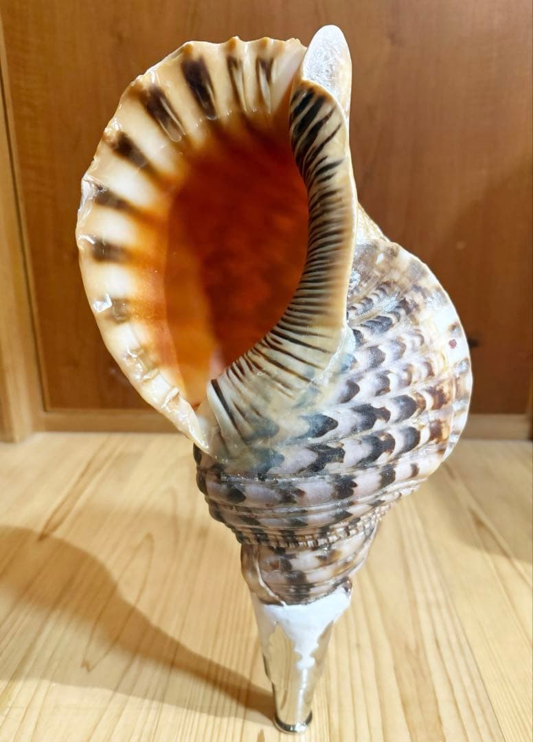 大型肉厚修験道法螺貝39㎝　山伏　密教　熊よけ　魔除け❣️ホラガイ　ほら貝 修験道法螺貝36㎝ 山伏 密教 魔除け 熊よけ❣️ホラガイ ほら貝 - メルカリ