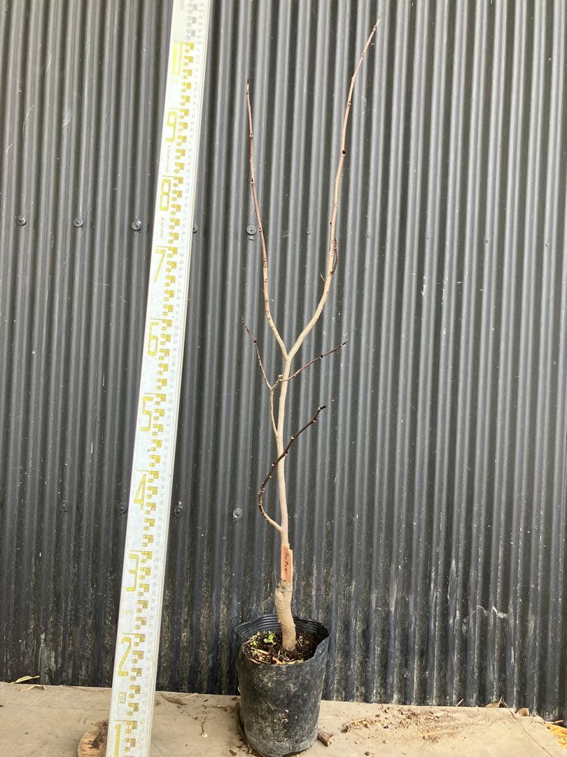 接木　ポポー　ミッチェル　苗木 楽天市場】【鉢植え 接ぎ木】 ポポー ミッチェル 《果樹苗》 苗 苗木