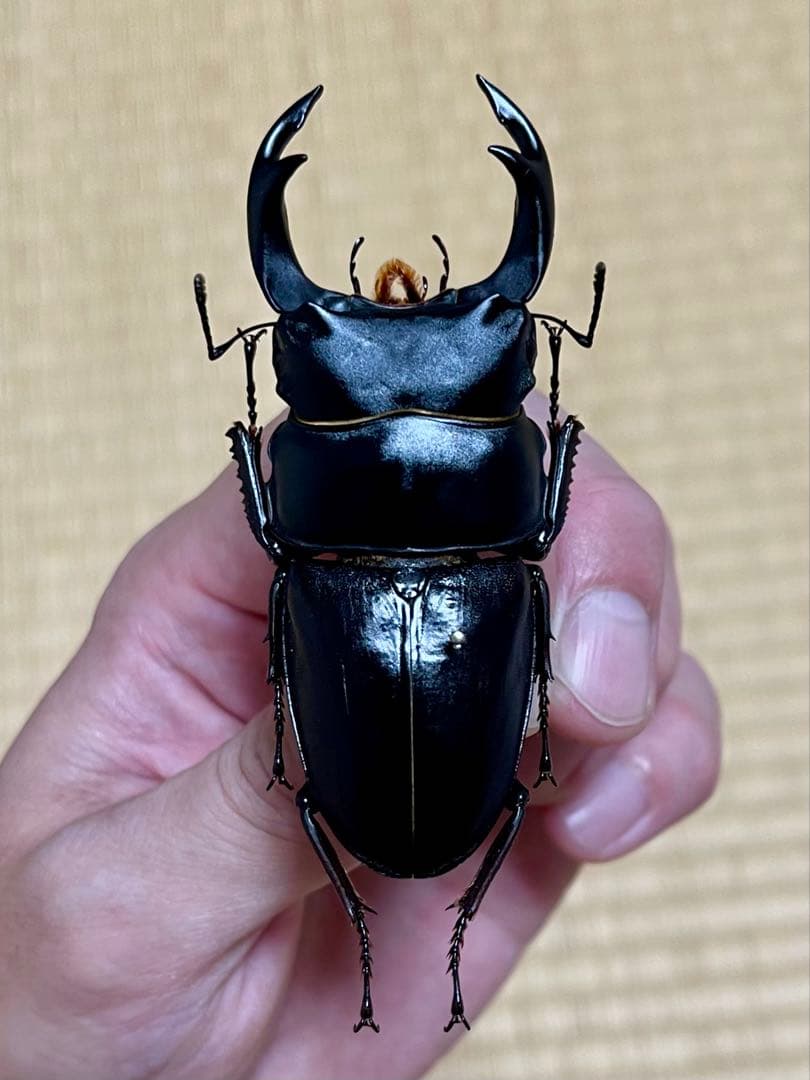 オオクワガタ特大78.6㎜　初令幼虫採集個体 オオクワガタ特大78.6㎜ 初令幼虫採集個体 オオクワガタ特大78.6㎜ 初