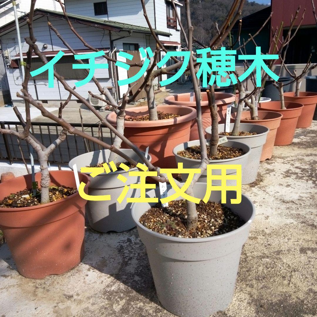 イチジク穂木 ご注文用 - メルカリ
