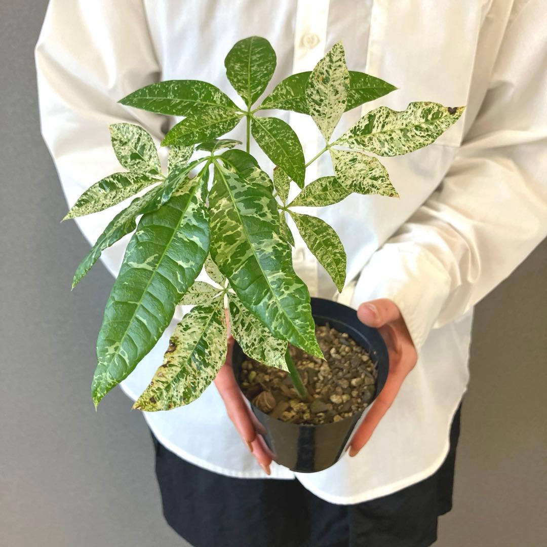 超希少❗️国産❗️パキラ　ミルキーウェイ　実生✨ 楽天市場】パキラ ミルキーウェイ 実生 3.5号 ミニ サイズ 鉢 セット