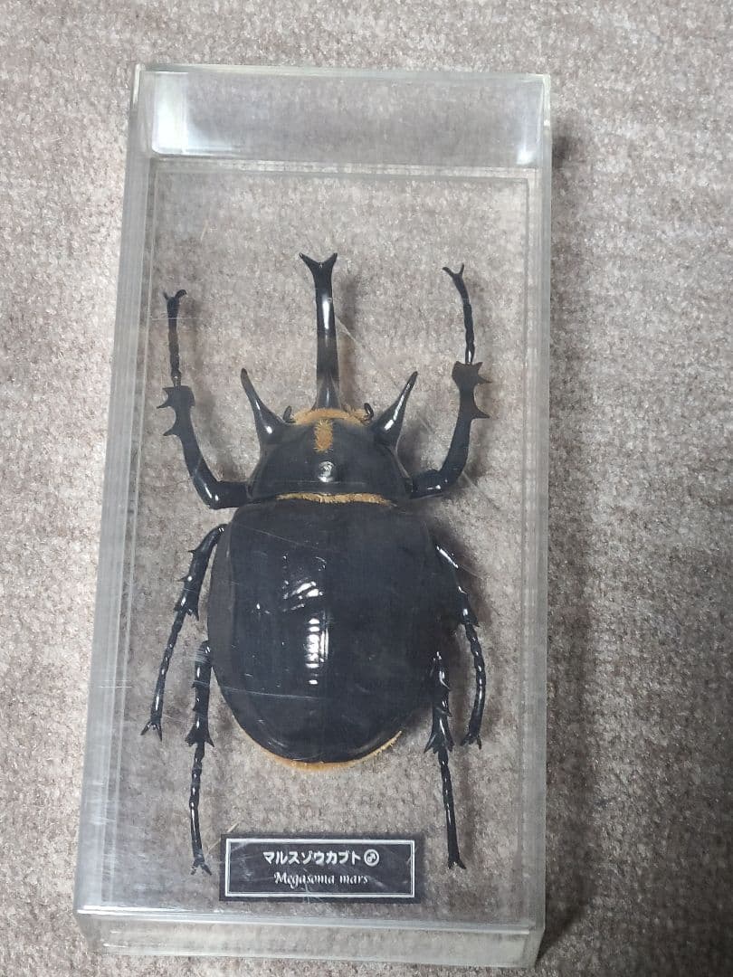 カブトムシ、クワガタ標本 4体セット - メルカリ