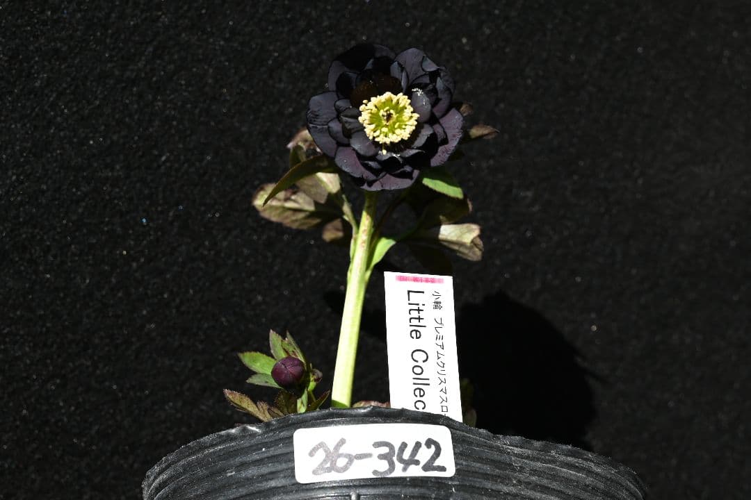 クリスマスローズ 認定Little Collection ddブラック加藤農園 - メルカリ