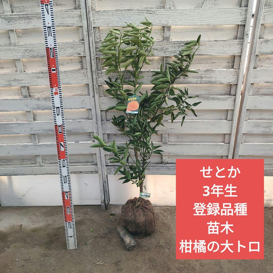 せとか3年生 登録品種 苗木 楽天市場】【せとか】 みかん 3年生接木大苗 【産地で剪定済 1.0m苗