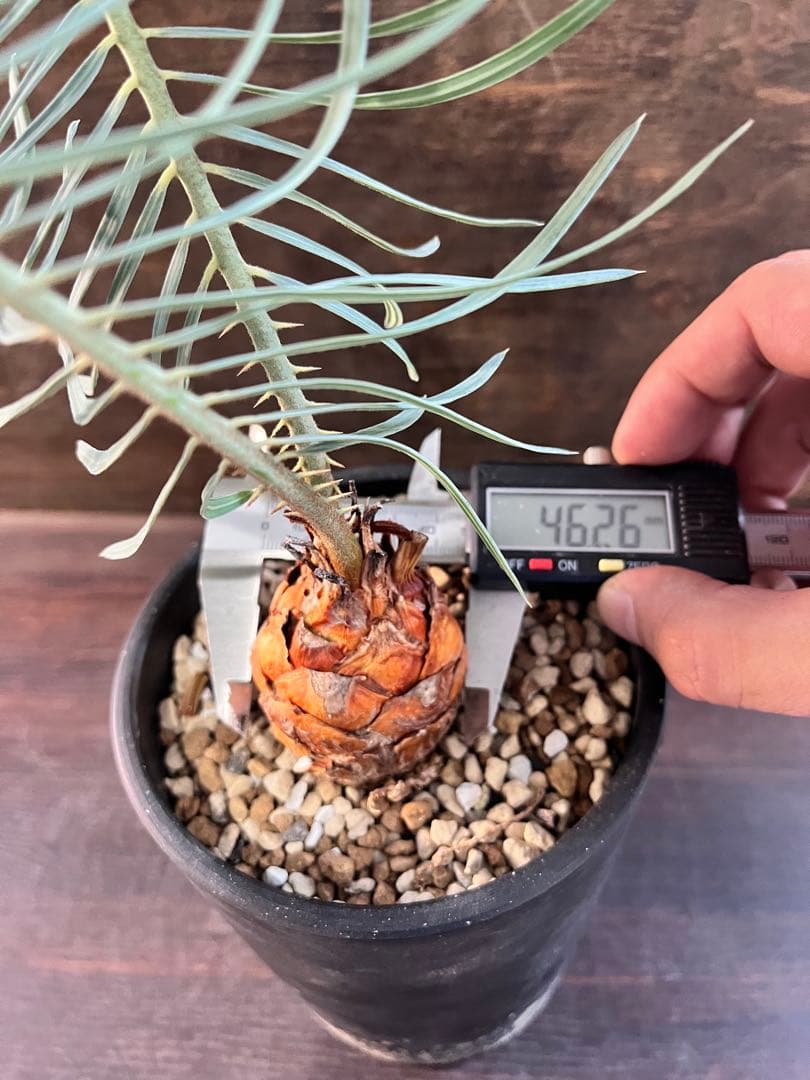 サイカスカイルンシアナM7 サイカスカイルンシアナM7 Q2580292910