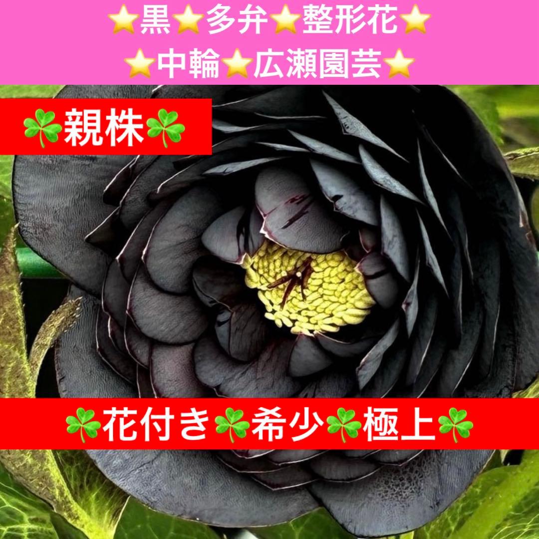 t*k様 3473☘️花付き☘️希少☘️極上☘️親株☘️⭐️黒⭐️多弁⭐️整形花 箱photo📦📱♡✨