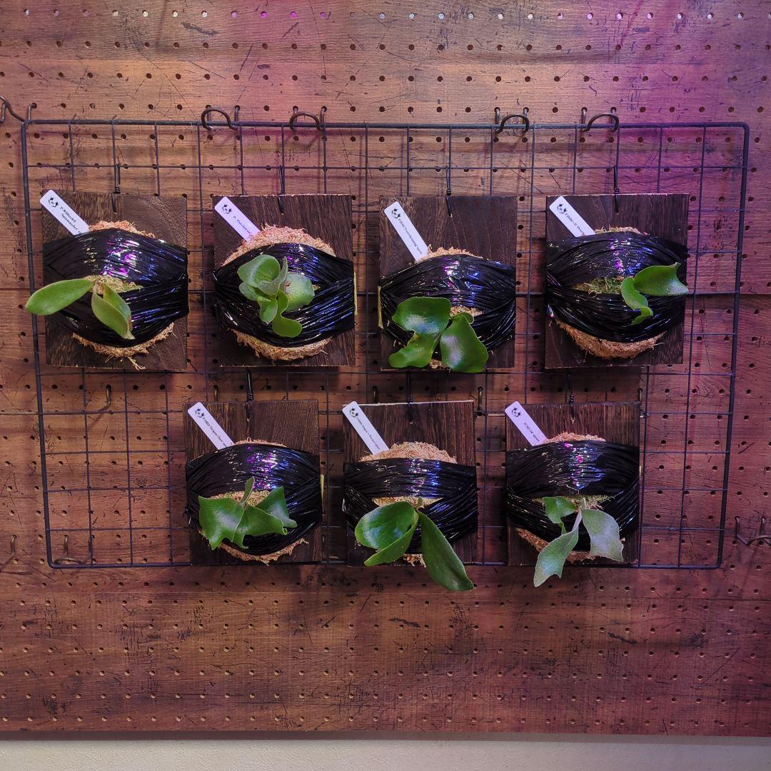 し*け様 【2/7(土)迄】7品種セット/ビカクシダ ビカクシダ コルク付け《7》 | mana's farm:塊根植物・アガベ・ドライ