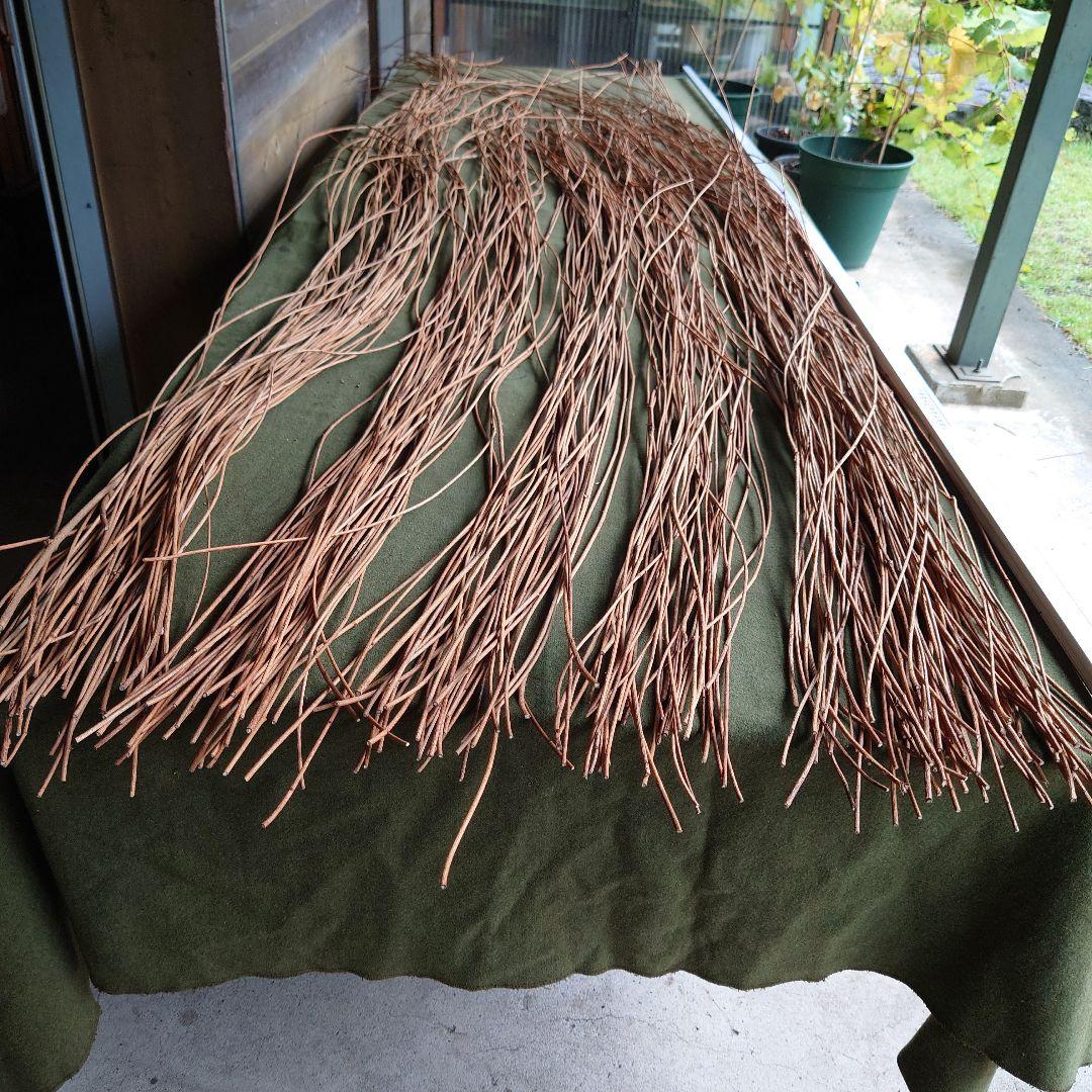 アケビの蔓(根蔓ランナー) アケビの蔓（根蔓ランナー) アケビの蔓（根蔓ランナー) 【公式通販】