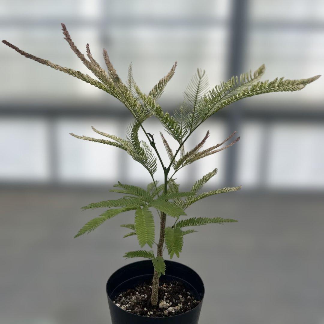 エバーフレッシュ斑入り - メルカリ