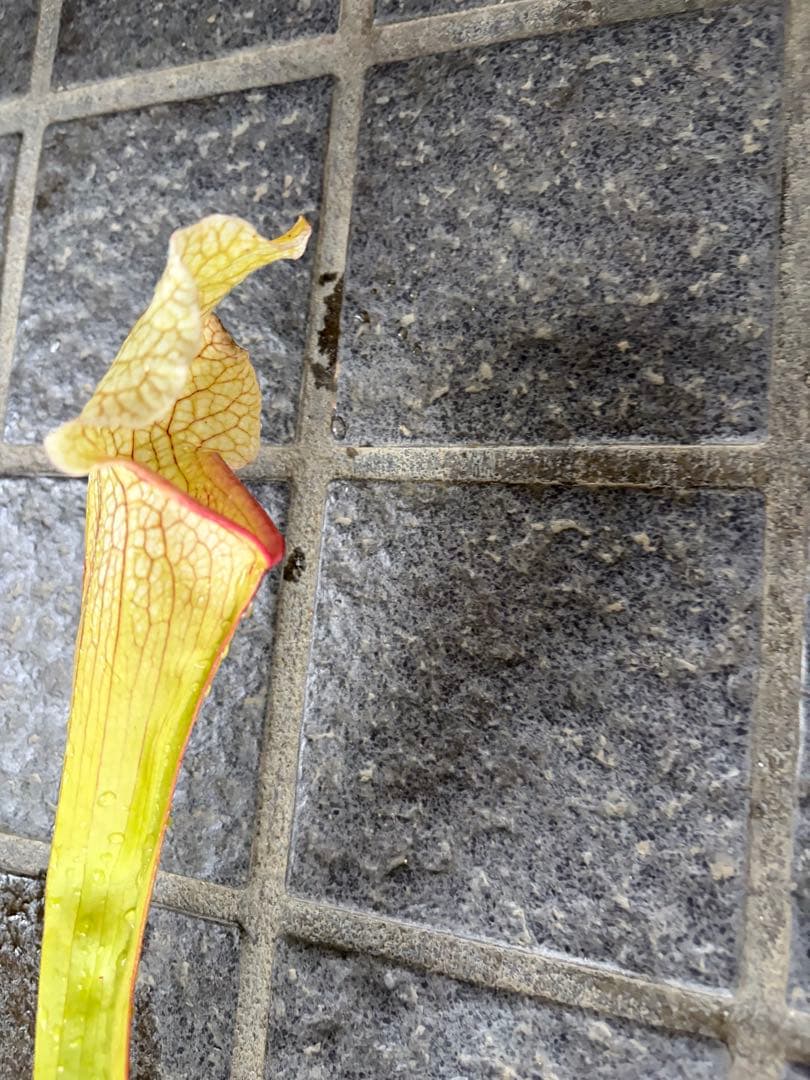 サラセニア ビッグホワイト 中〜親株サイズ 抜き苗 - メルカリ