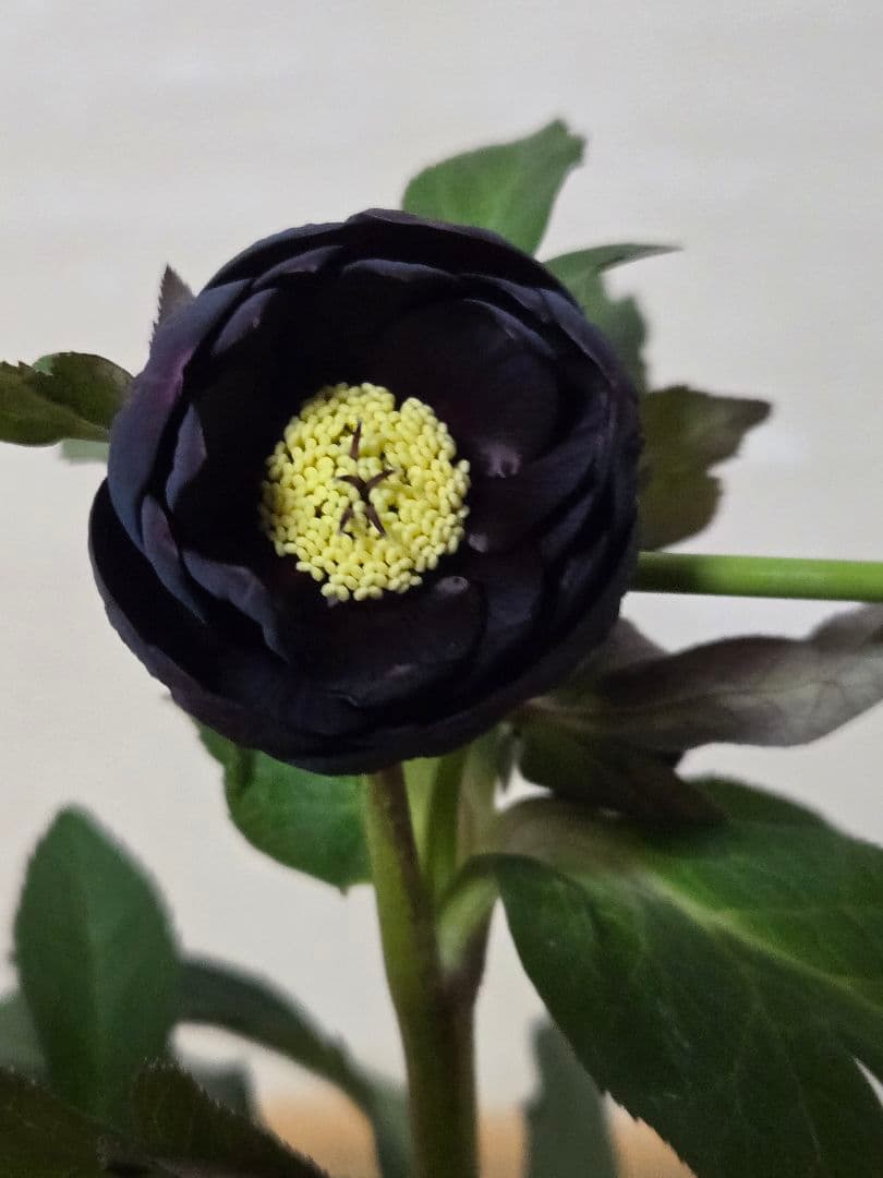 ☆広瀬園芸☆クリスマスローズ☆カップ系　ブラック☆5号鉢☆ helleborus ブラック 小輪 底赤 #helleborus #クリスマスローズ #広瀬園芸