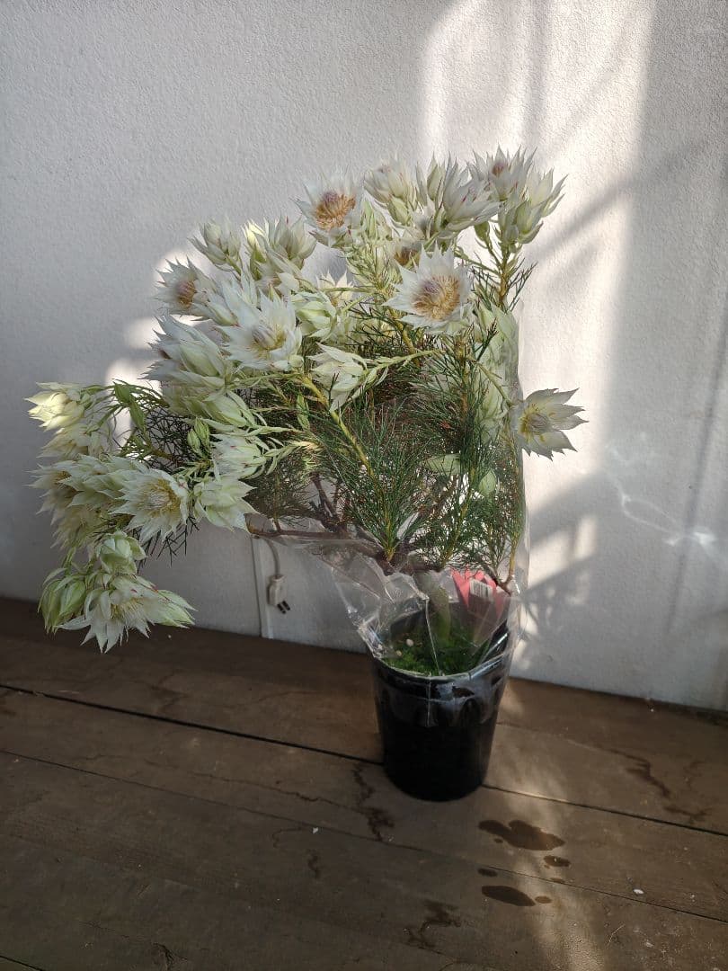 特大　セルリアブラッシングブライド 園芸ネット本店｜セルリア：ブラッシングブライド 5号鉢植え の通販