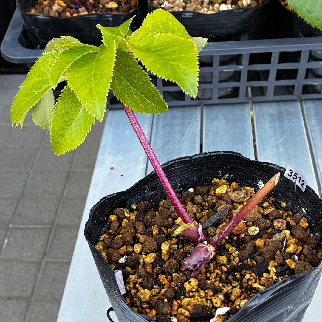 r*o様 3512☘️蕾花付き☘️極上☘️⭐️キラキラ光線⭐️レッド⭐️多花性⭐