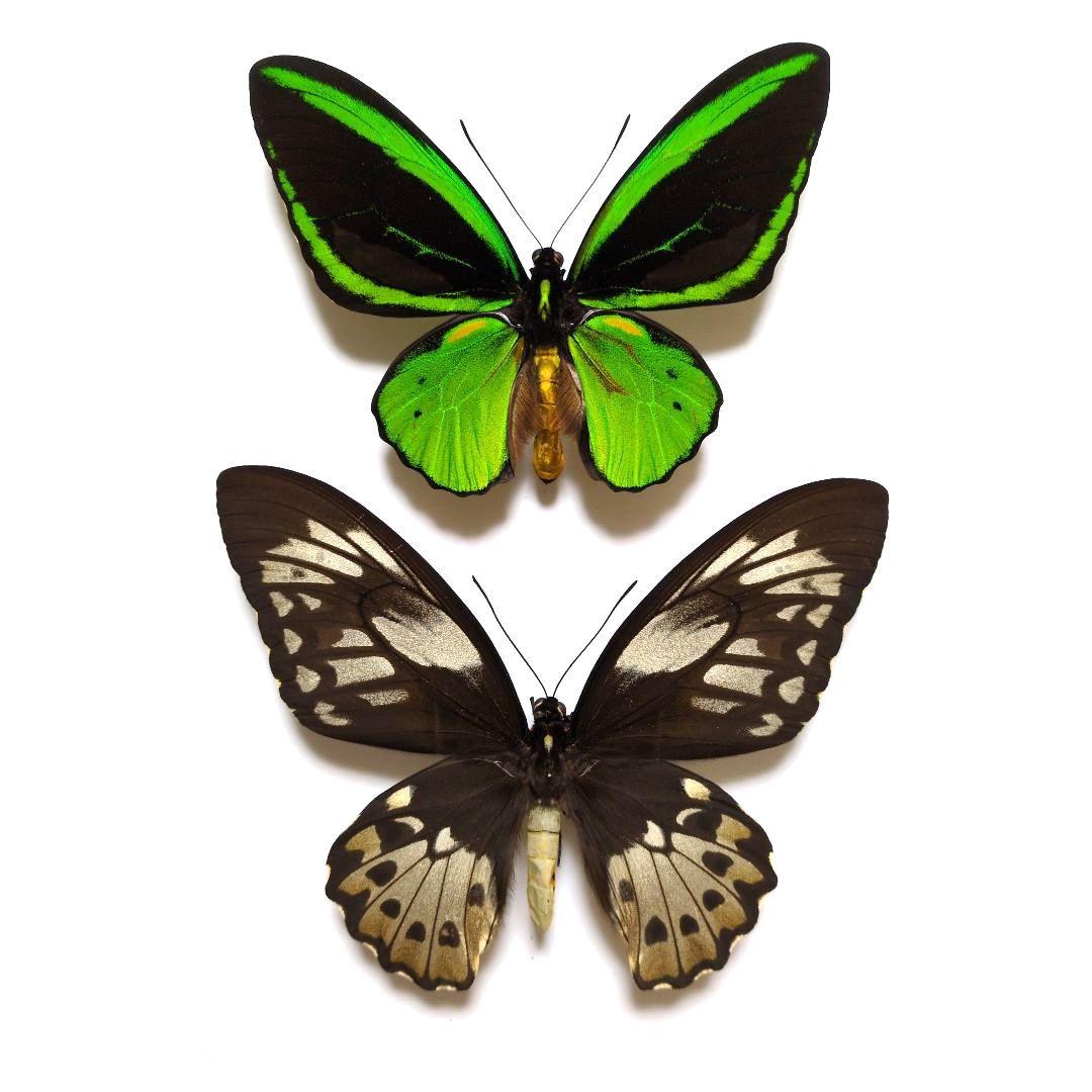 蝶標本 ミドリメガネトリバネアゲハ ペア - メルカリ