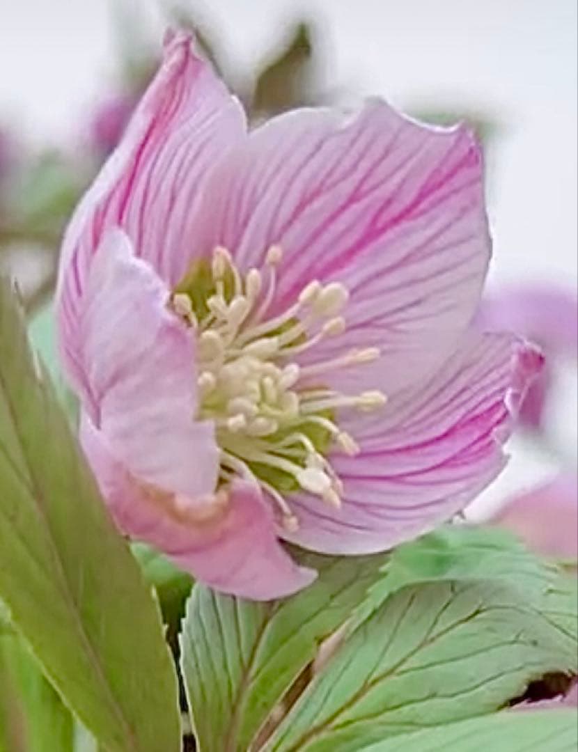 ★チベタヌス 4年苗 幻のチベタヌス交配の販売です。 - クリスマスローズ専門店「ふみ屋」