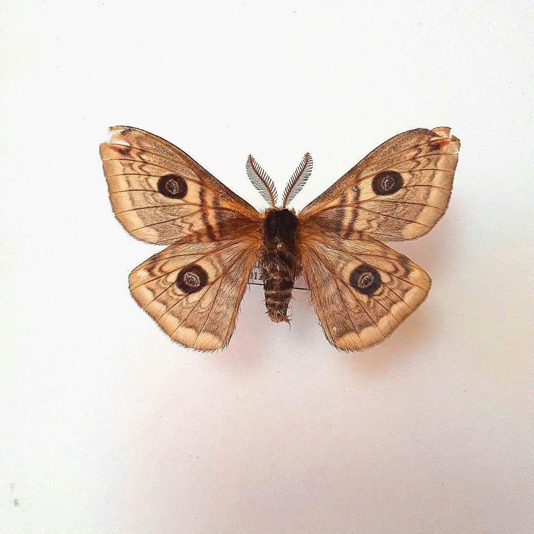 外国産蛾標本 クジャクヤママユ spini 蝶標本 貴重な野外品 - メルカリ