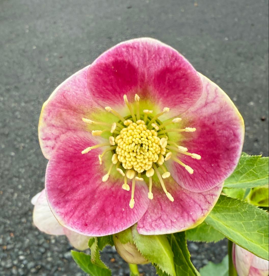 ★希少！★内弁鮮やかピンクパステリッシユストレイン★クリスマスローズ開花株 特価品 クリスマスローズ開花株 半八重〜八重咲き フルーツドロップ