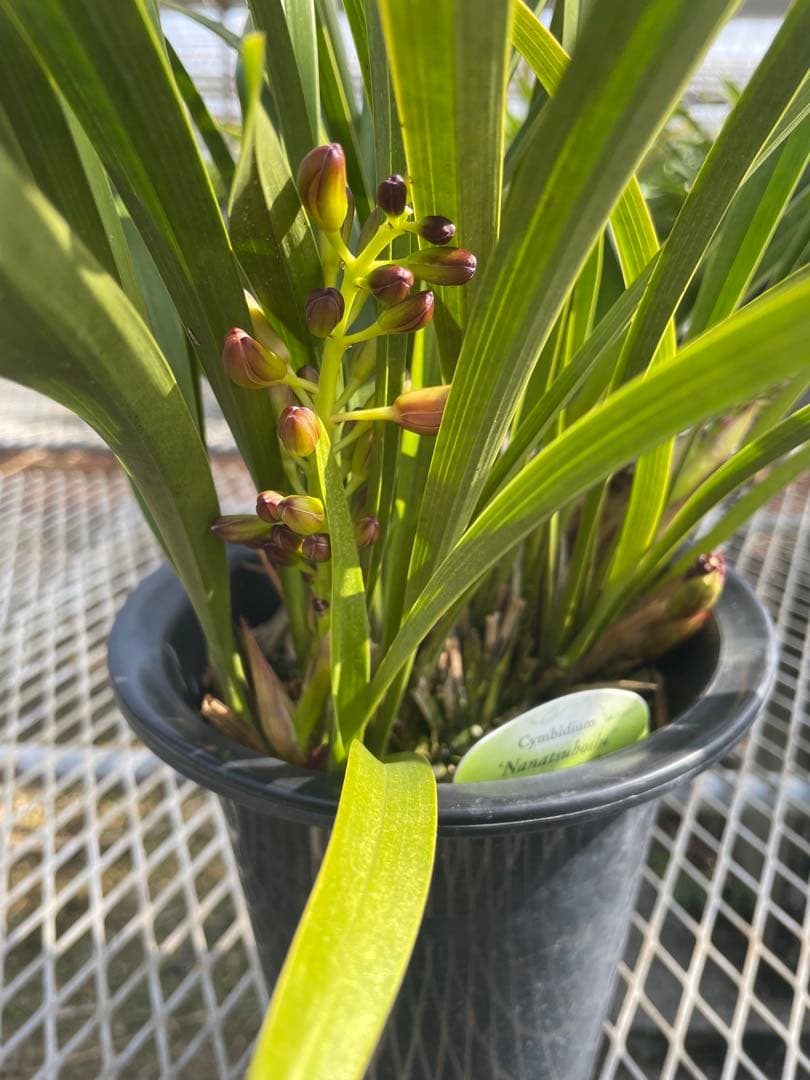 R8年キンリョウヘン花芽7本#4 - メルカリ