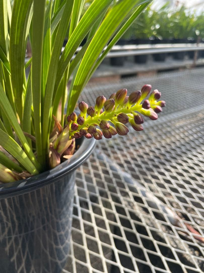 R8年キンリョウヘン花芽7本#4 - メルカリ