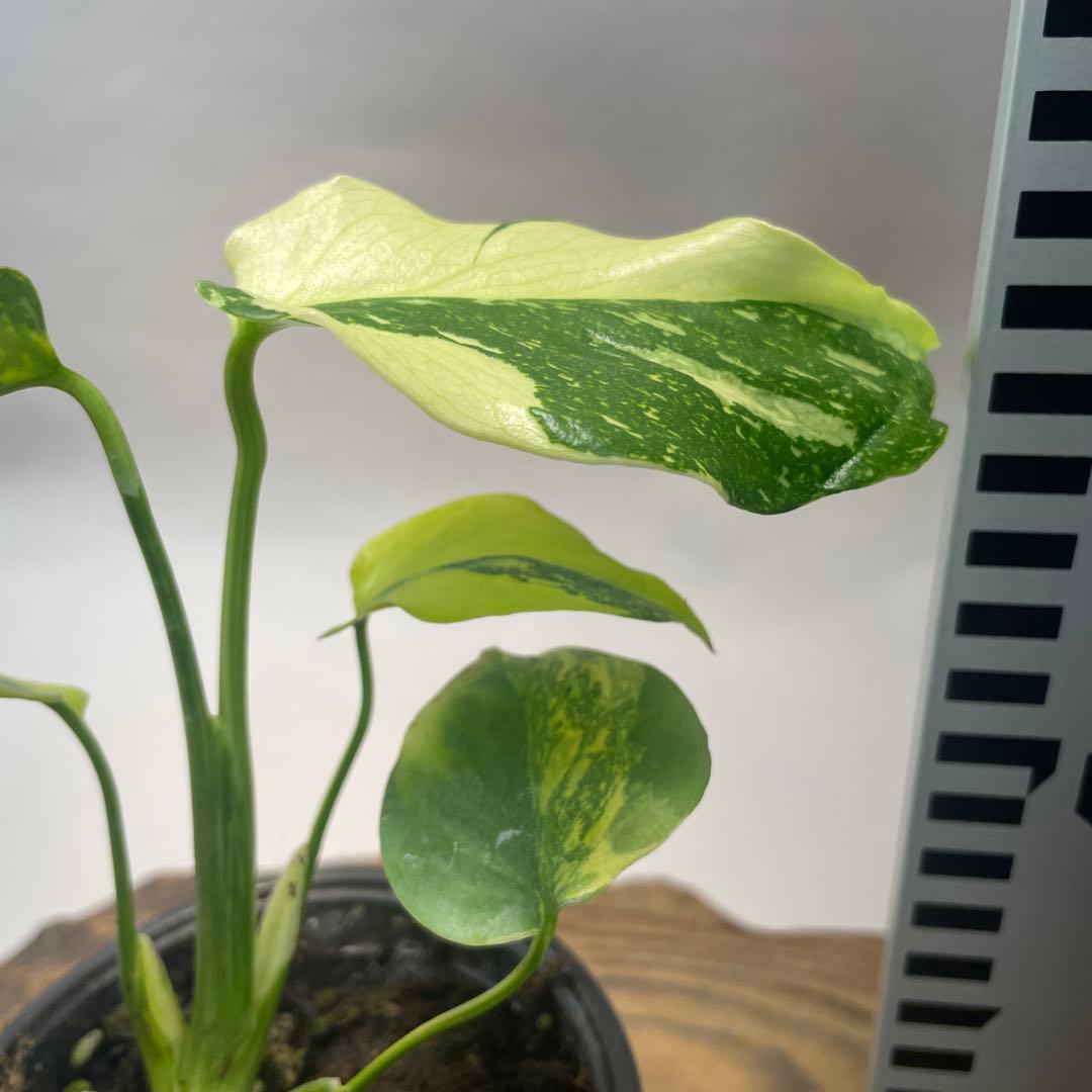 や*ぴ様 モンステラデリシオーサマクロコズム超希少系統鉢植え75