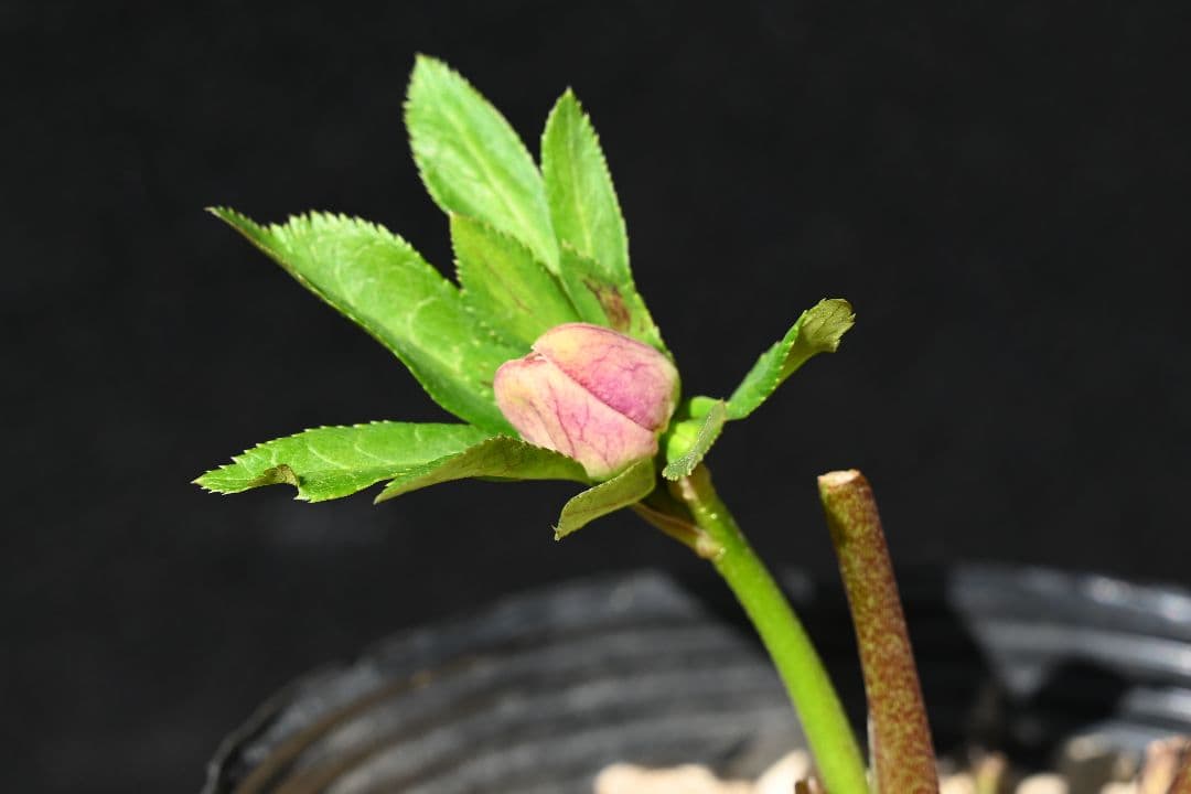 クリスマスローズ 最高級！認定アンティークモーリー メビウス交配